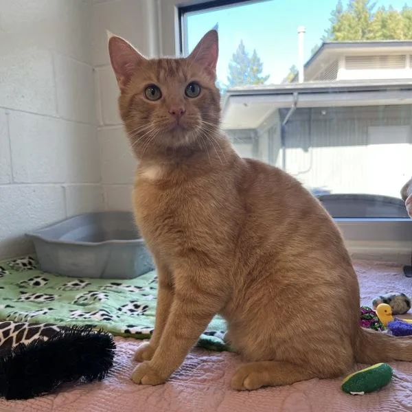 Fire Skunk thumbnail 3