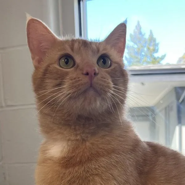 Fire Skunk thumbnail 4