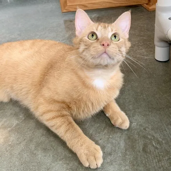 Fire Skunk thumbnail 6