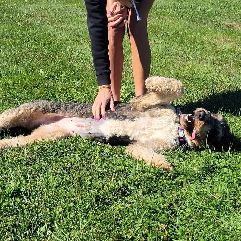 An adult large-sized female Gray / Blue / Silver Bernese Mountain Dog dog named Sadie for adoption in La Grange, KY