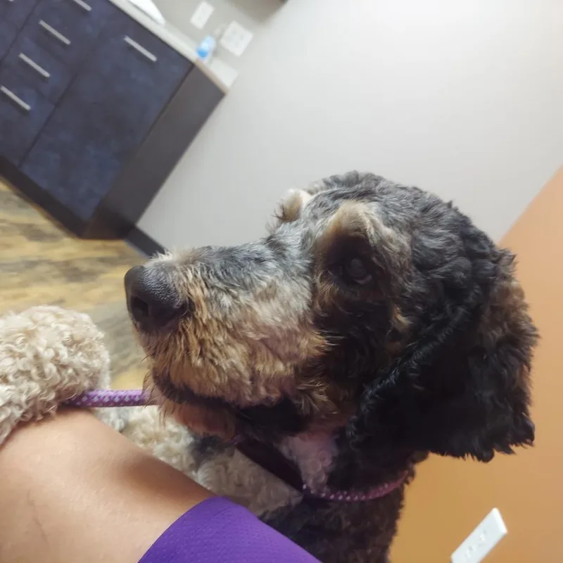 Sadie thumbnail 2