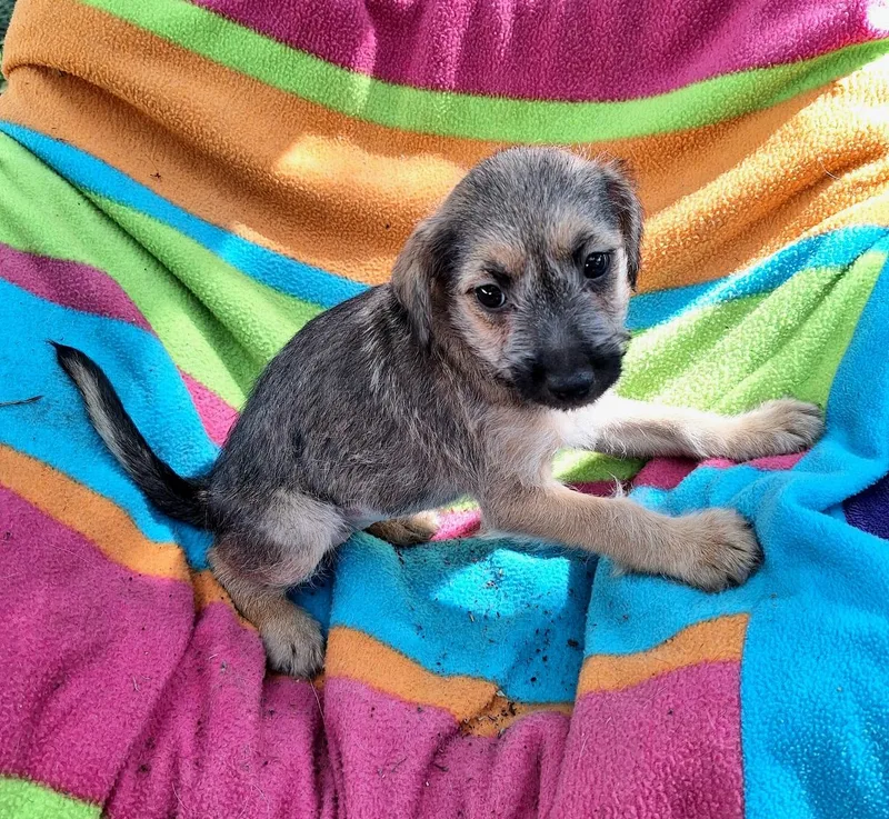 A baby small-sized female Brown / Chocolate Yorkshire Terrier dog named Tessie Wvt for adoption in Missouri City, TX