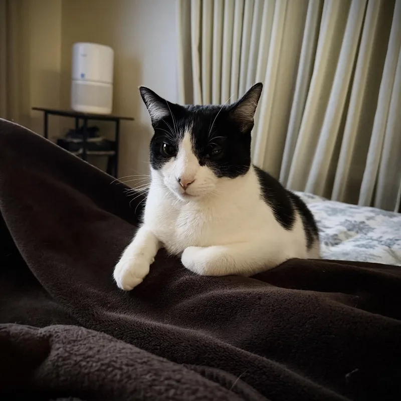 A young medium-sized female Black & White / Tuxedo Domestic Short Hair cat named Sunnie for adoption in Buffalo, NY
