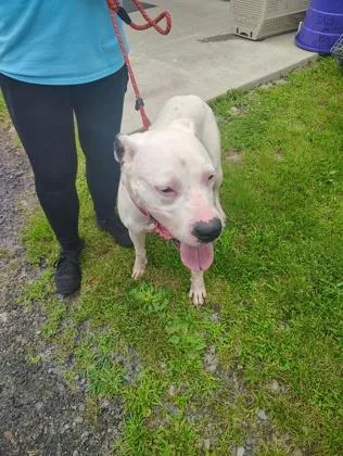 An adult large-sized female Mixed Breed dog named Patty for adoption in Clarks Summit, PA