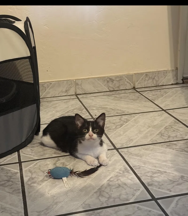 A baby small-sized female Black Domestic Short Hair cat named Fruity Pebbles for adoption in La Jolla, CA