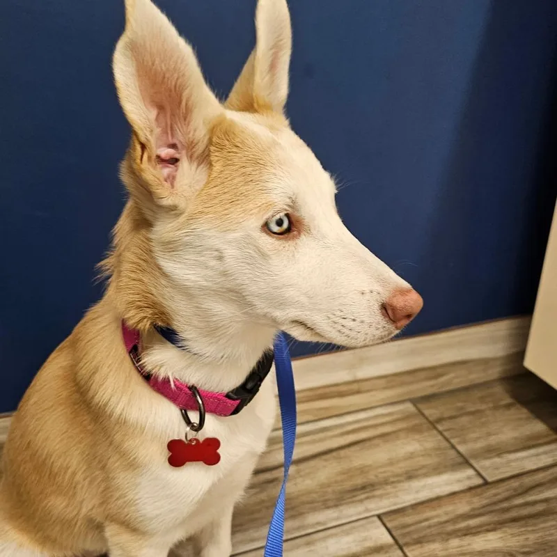 A young medium-sized female White / Cream Husky dog named Opal for adoption in Oceanside, CA