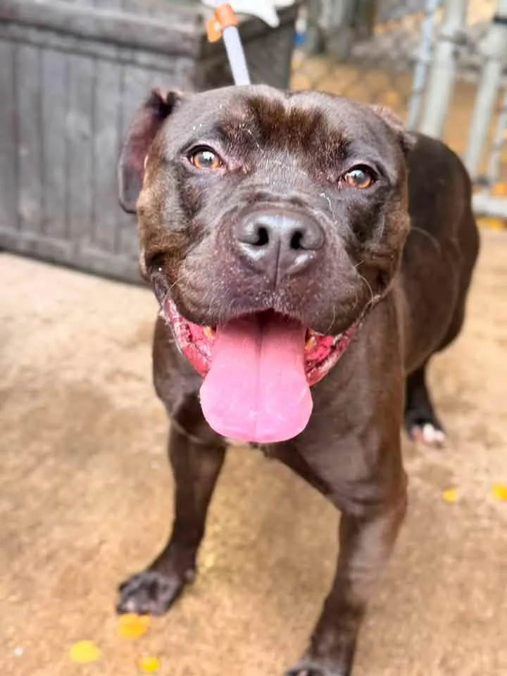 An adult medium-sized male Black Pit Bull Terrier dog named Kelpie for adoption in Chicago, IL