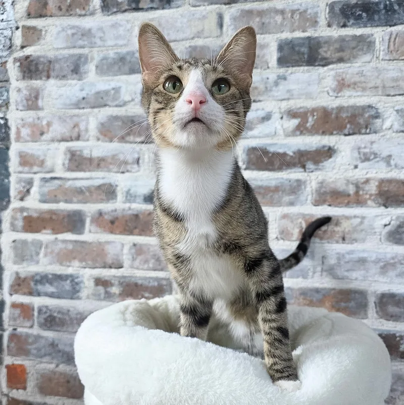 A young medium-sized male Tabby cat named Franz for adoption in New Orleans, LA