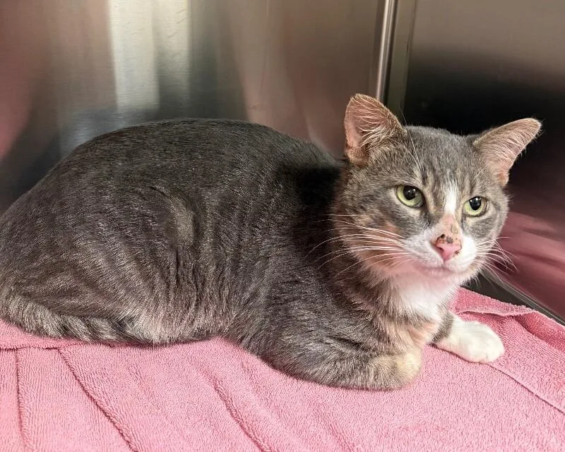 An adult large-sized male Domestic Short Hair cat named Harry for adoption in Yankton, SD
