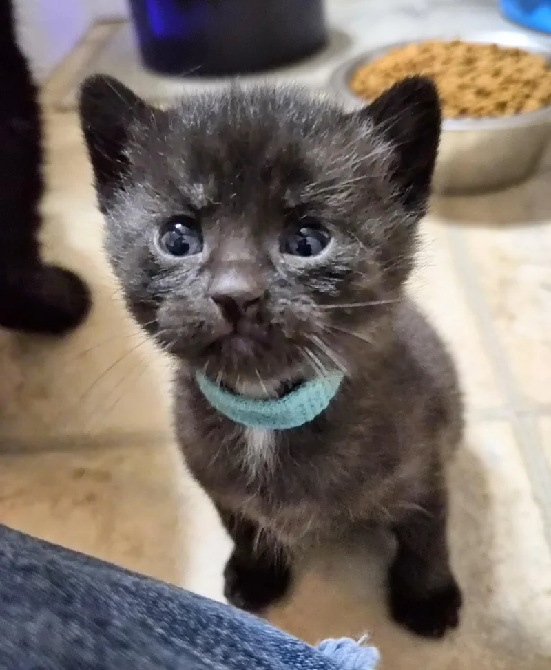 A baby small-sized male Black American Shorthair cat named Aelin for adoption in Waverly, IA