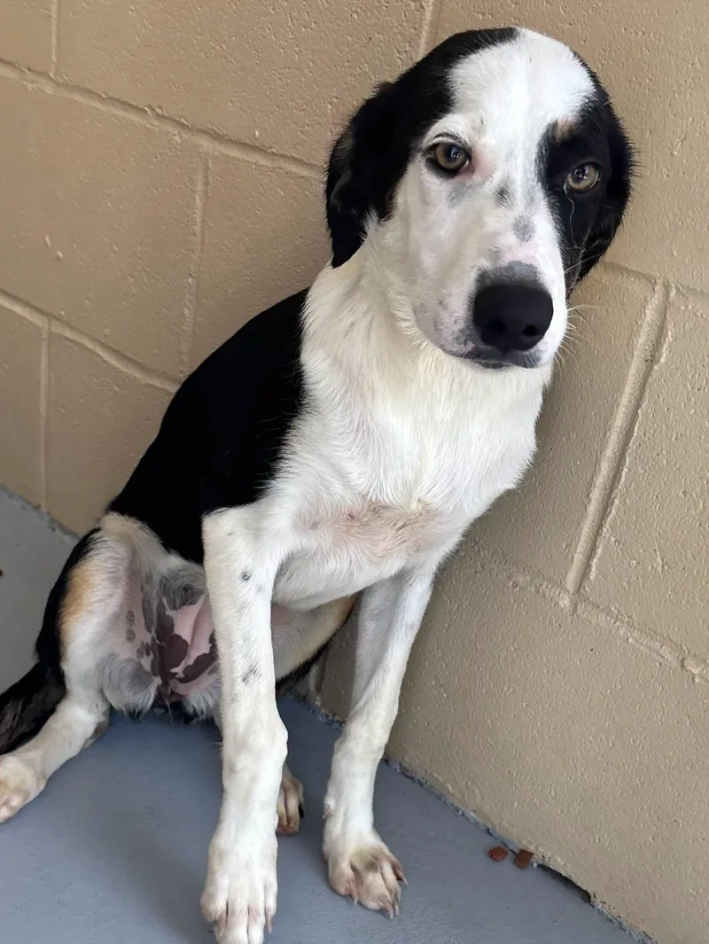 A young medium-sized female Black Border Collie dog named Willow for adoption in Harlingen, TX