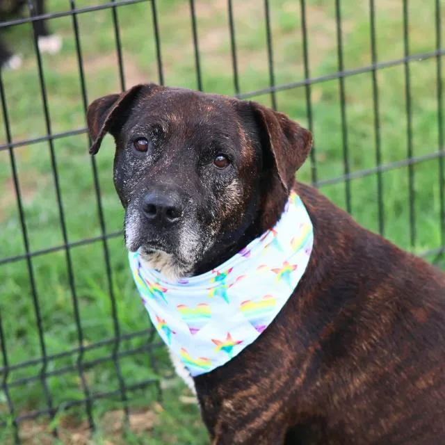 A senior medium-sized male American Staffordshire Terrier dog named Tigre for adoption in San Antonio, TX