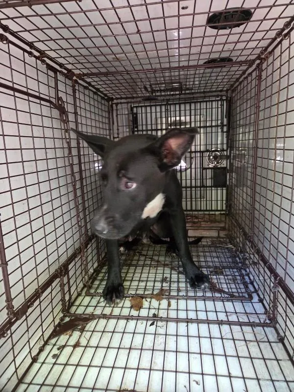An adult medium-sized female Black Mixed Breed dog named Noel for adoption in Mobile, AL