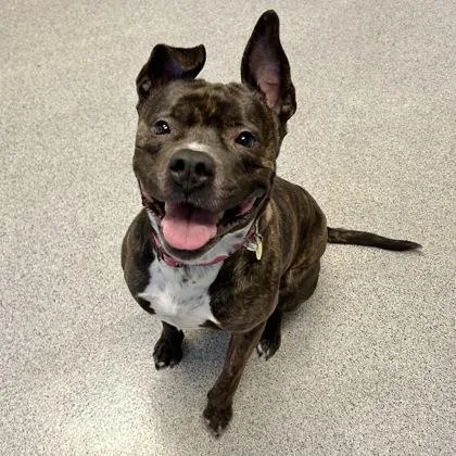 An adult medium-sized female Black Mixed Breed dog named Lilah Rayne for adoption in Lansing, MI