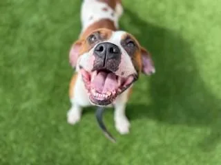 A young large-sized male Pit Bull Terrier dog named Pistachio for adoption in Saint Cloud, FL