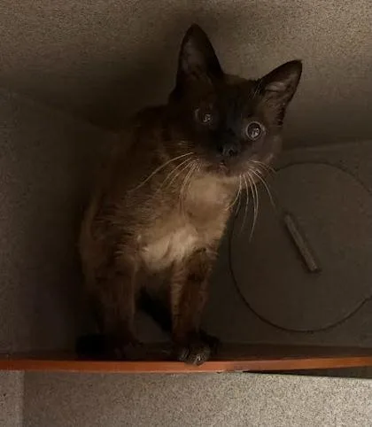 Neil The Seal thumbnail 2