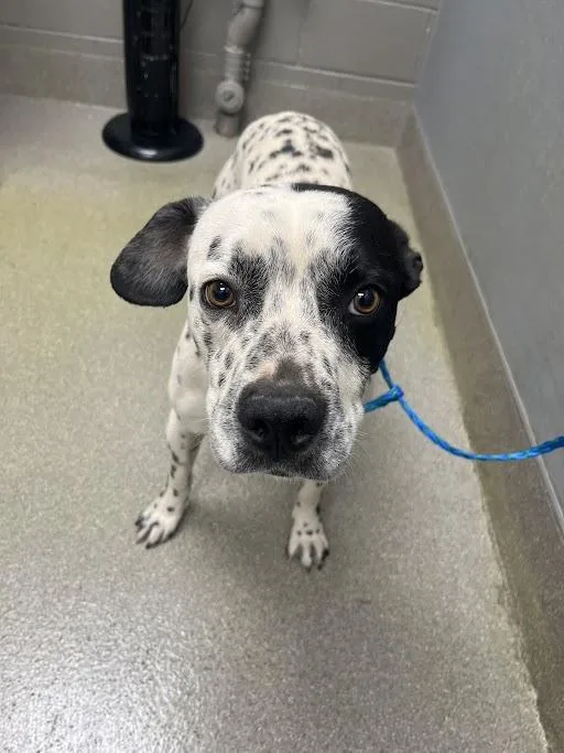 A young large-sized male Pit Bull Terrier dog named Fortune for adoption in Las Vegas, NV