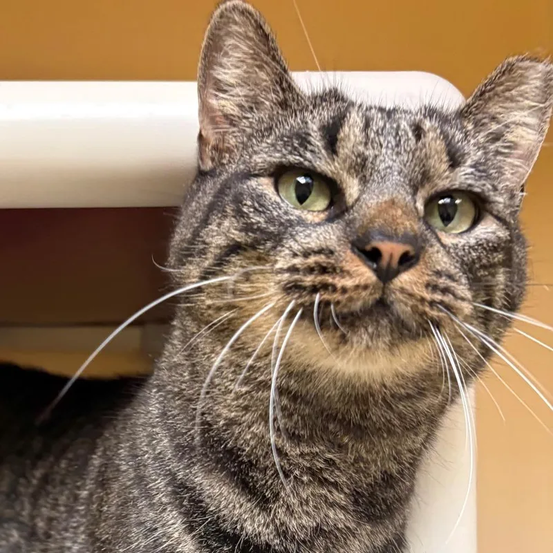 An adult medium-sized female Brown / Chocolate Domestic Short Hair cat named Edwina for adoption in East Hanover, NJ