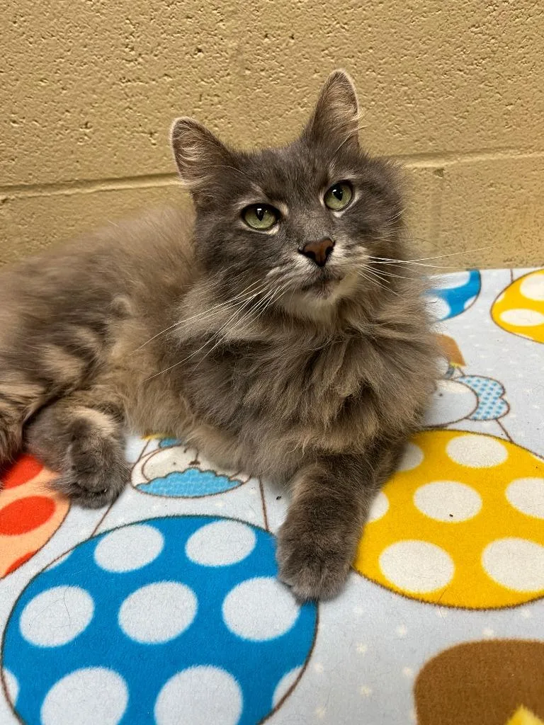 A senior medium-sized male Domestic Long Hair cat named Bucee for adoption in Cincinnati, OH