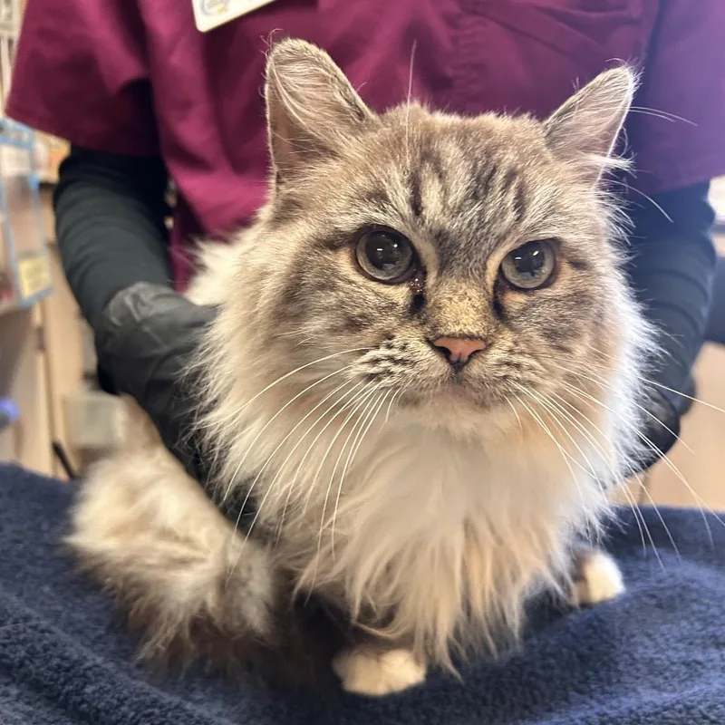 An adult medium-sized female Siamese cat named Felicity  Absolute Queen for adoption in Flagstaff, AZ