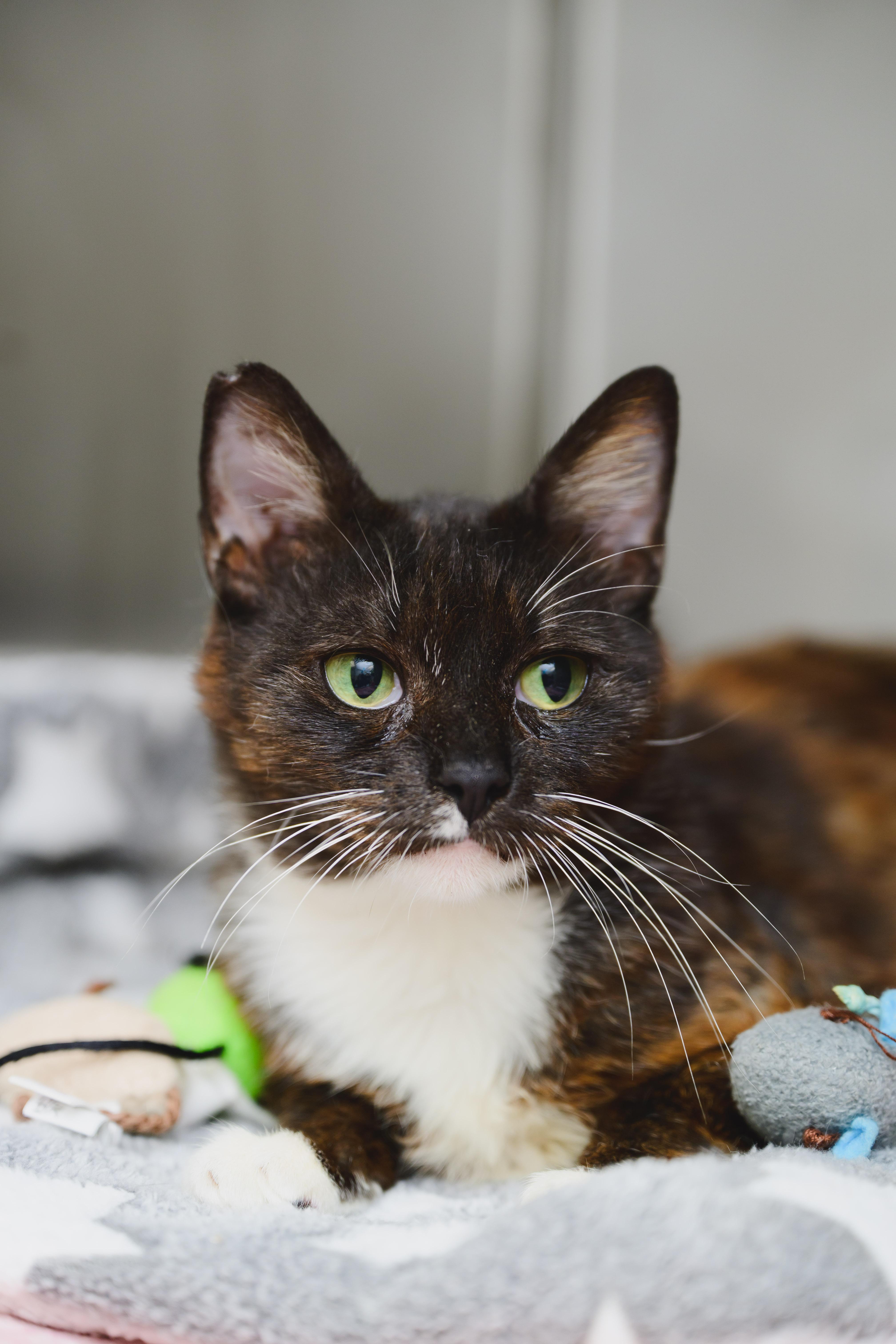 A young medium-sized female Domestic Short Hair cat named Cleo for adoption in Honolulu, HI