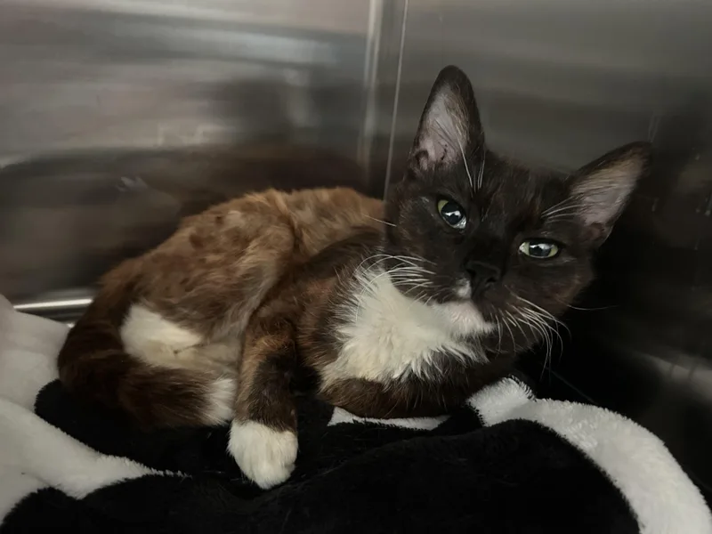 Cleo thumbnail 2