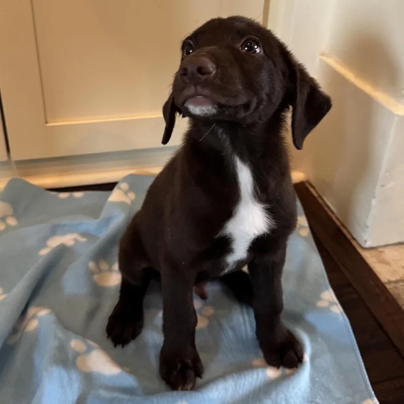 A baby medium-sized male Black Labrador Retriever dog named Aspen for adoption in Baton Rouge, LA
