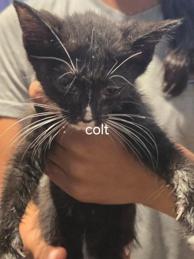 Colt