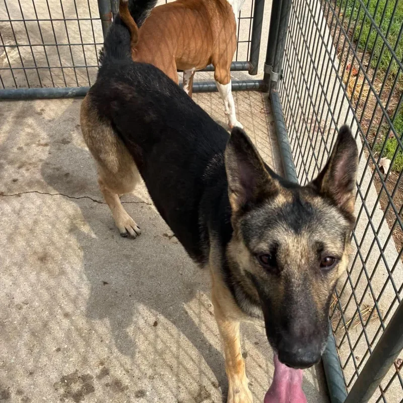 A baby large-sized female German Shepherd Dog dog named Star for adoption in Petersburg, IL