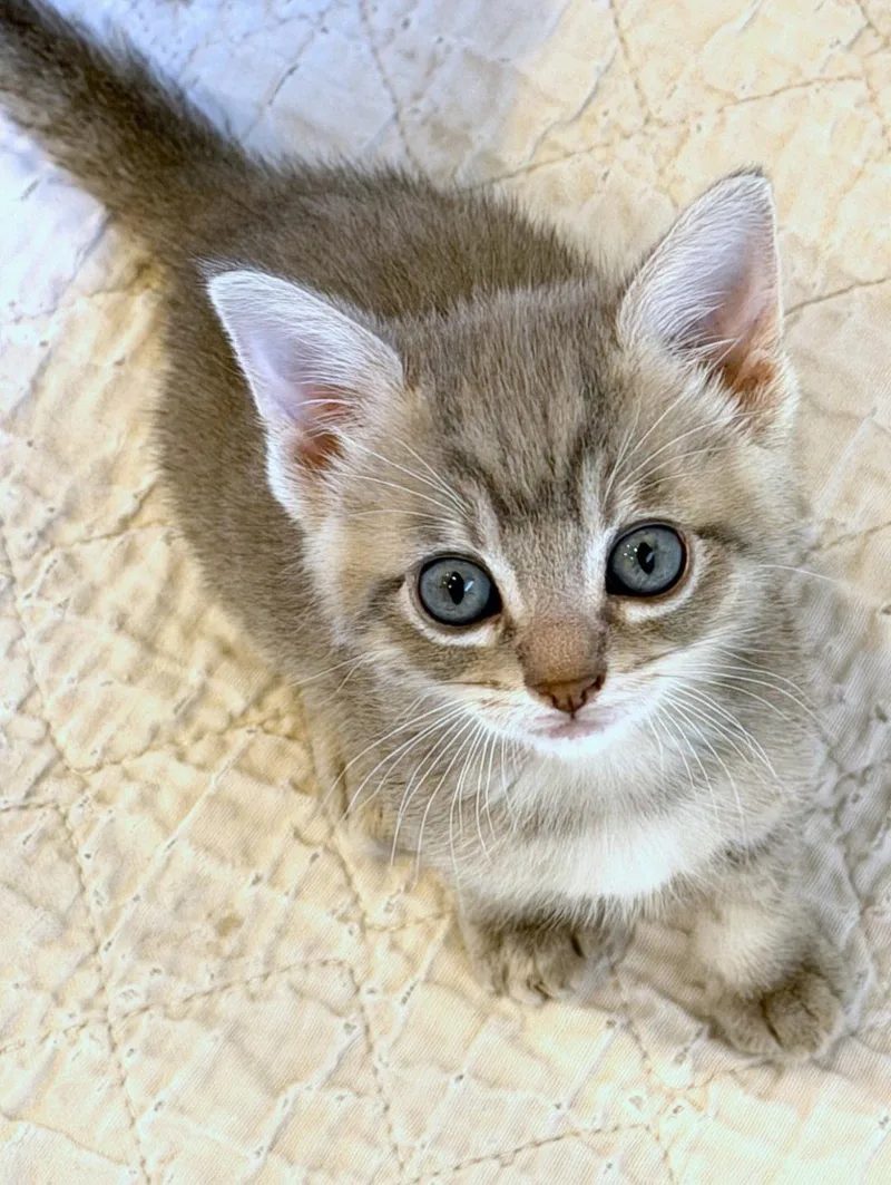 A baby medium-sized female Tabby cat named Penny for adoption in Campbell, CA