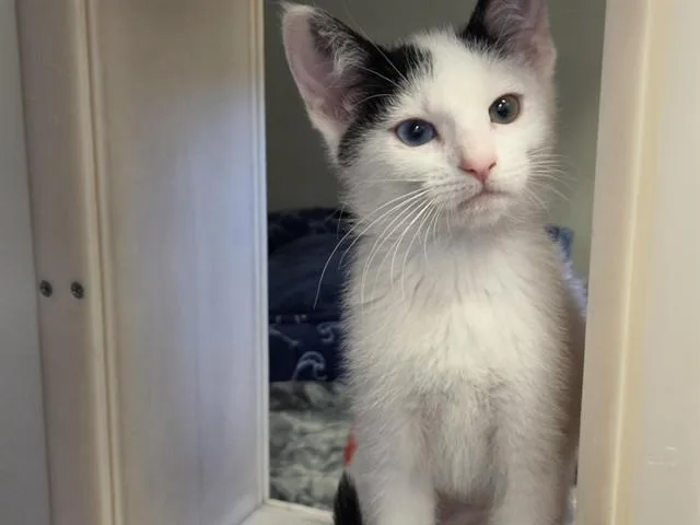 A baby medium-sized female Domestic Short Hair cat named Roxy for adoption in Salinas, CA