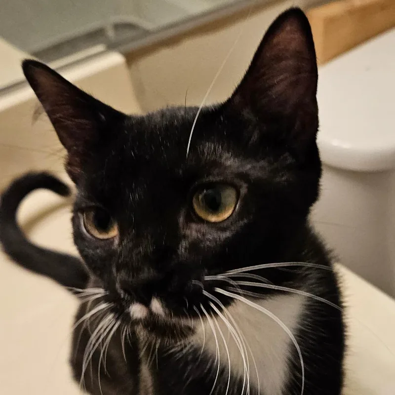 A baby small-sized female Black Domestic Short Hair cat named Rhoda for adoption in Las Vegas, NV