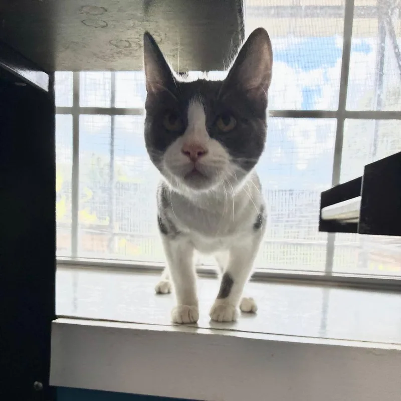 A baby small-sized male White Domestic Short Hair cat named Terry Fying for adoption in Carencro, LA