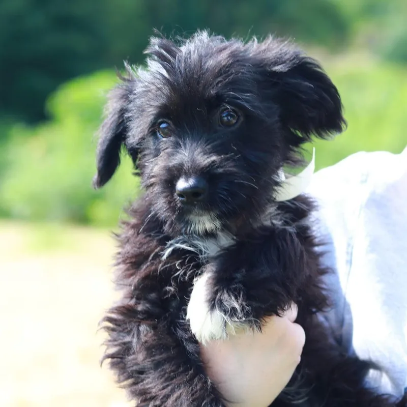 A baby medium-sized male Black Australian Shepherd dog named CT Hopper avail July for adoption in Stormville, NY