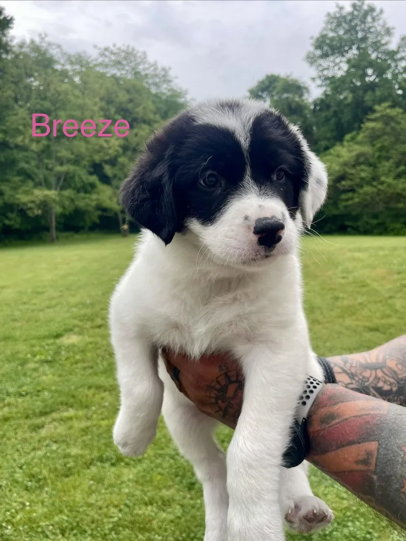 Breeze