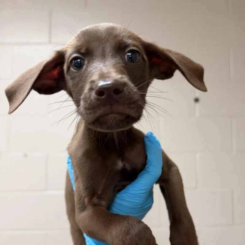 A baby small-sized female Brown / Chocolate Labrador Retriever dog named Winnie for adoption in Birmingham, AL