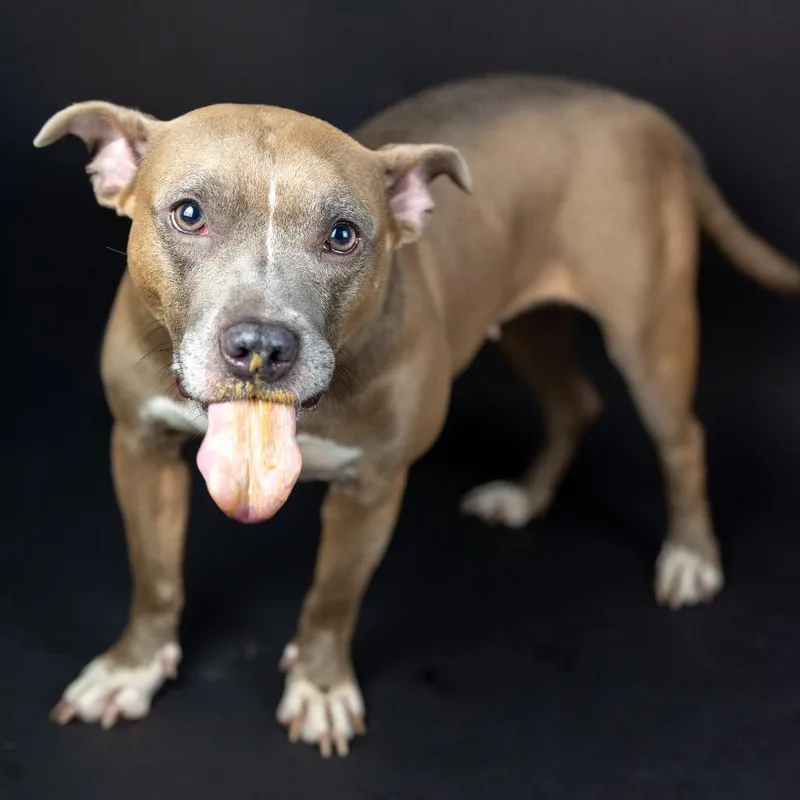 A senior medium-sized female Pit Bull Terrier dog named Fifa for adoption in Austell, GA