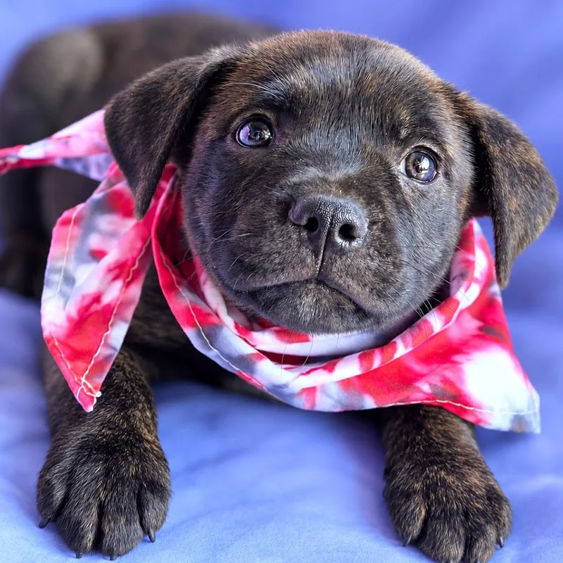 A baby small-sized male Black Terrier dog named Jet for adoption in Boerne, TX