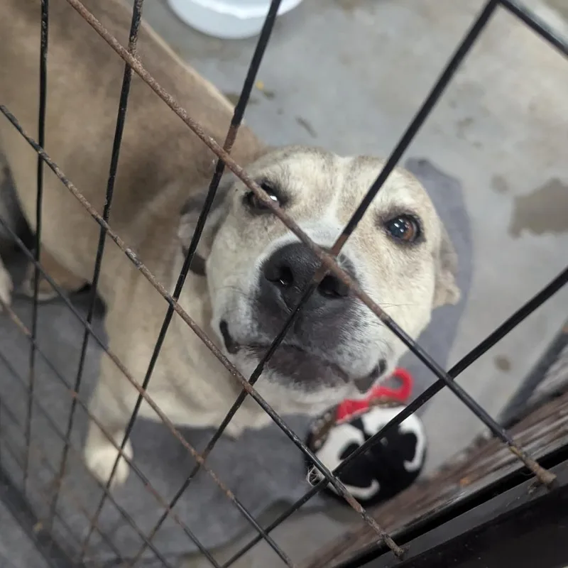 An adult medium-sized female Gray / Blue / Silver Mixed Breed dog named Big Priscilla for adoption in Parrish, AL