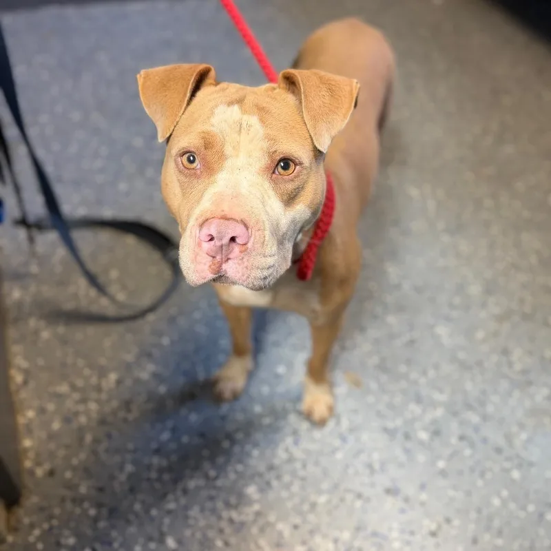 An adult medium-sized female Yellow / Tan / Blond / Fawn Pit Bull Terrier dog named TUSCStray for adoption in Tuscaloosa, AL