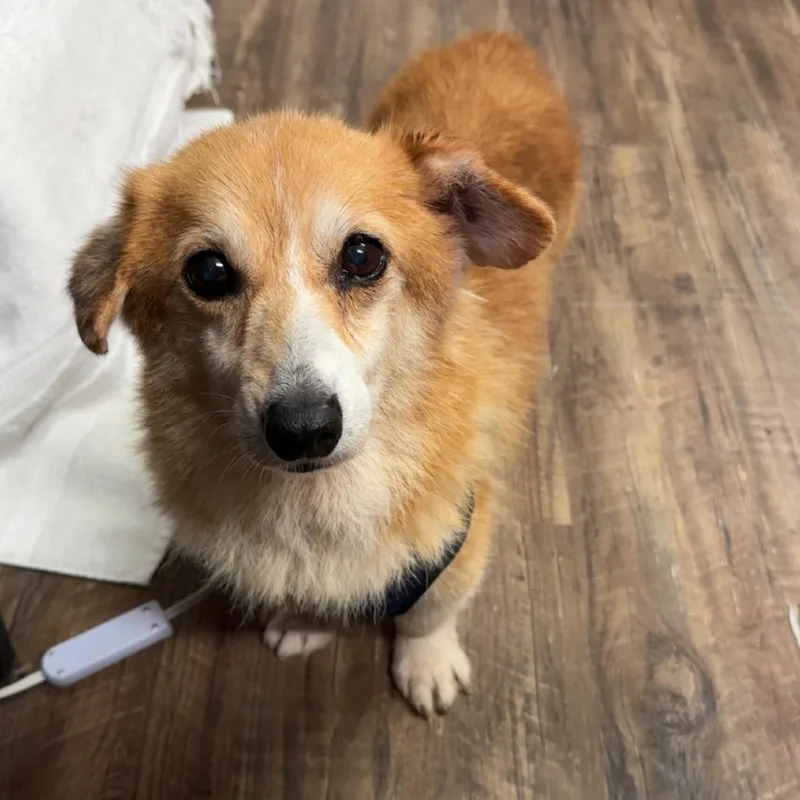A senior small-sized male Apricot / Beige Cardigan Welsh Corgi dog named Eugene for adoption in Evensville, TN