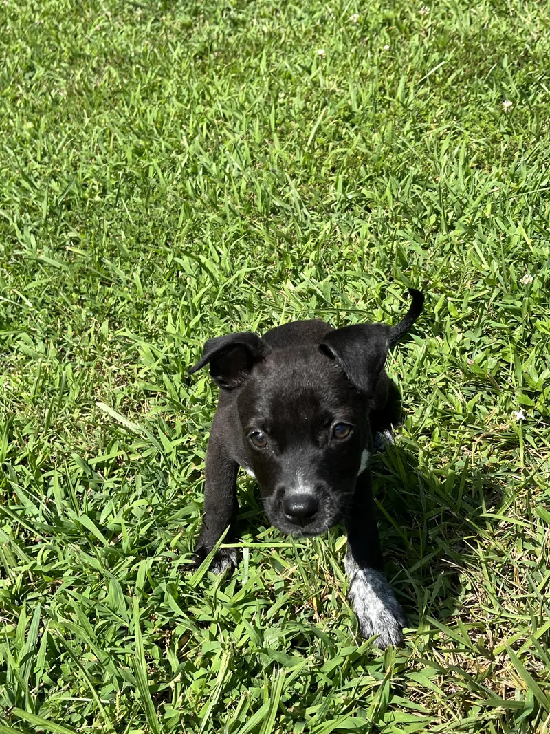 A baby medium-sized female Black Labrador Retriever dog named Sugar for adoption in Culpeper, VA