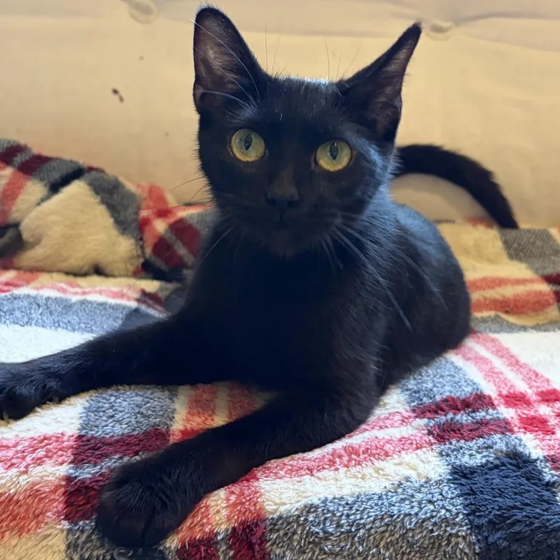 Licorice