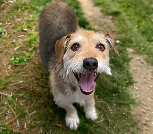An adult small-sized male Parson Russell Terrier dog named Stanley for adoption in Tucson, AZ