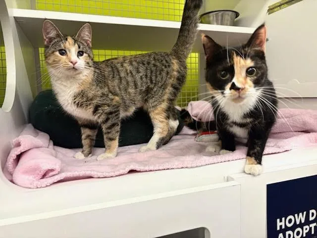 A young medium-sized female Tortoiseshell cat named Camila for adoption in Mound, MN