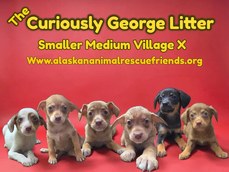 A baby medium-sized female Australian Kelpie dog named Curious Georgina for adoption in Anchorage, AK