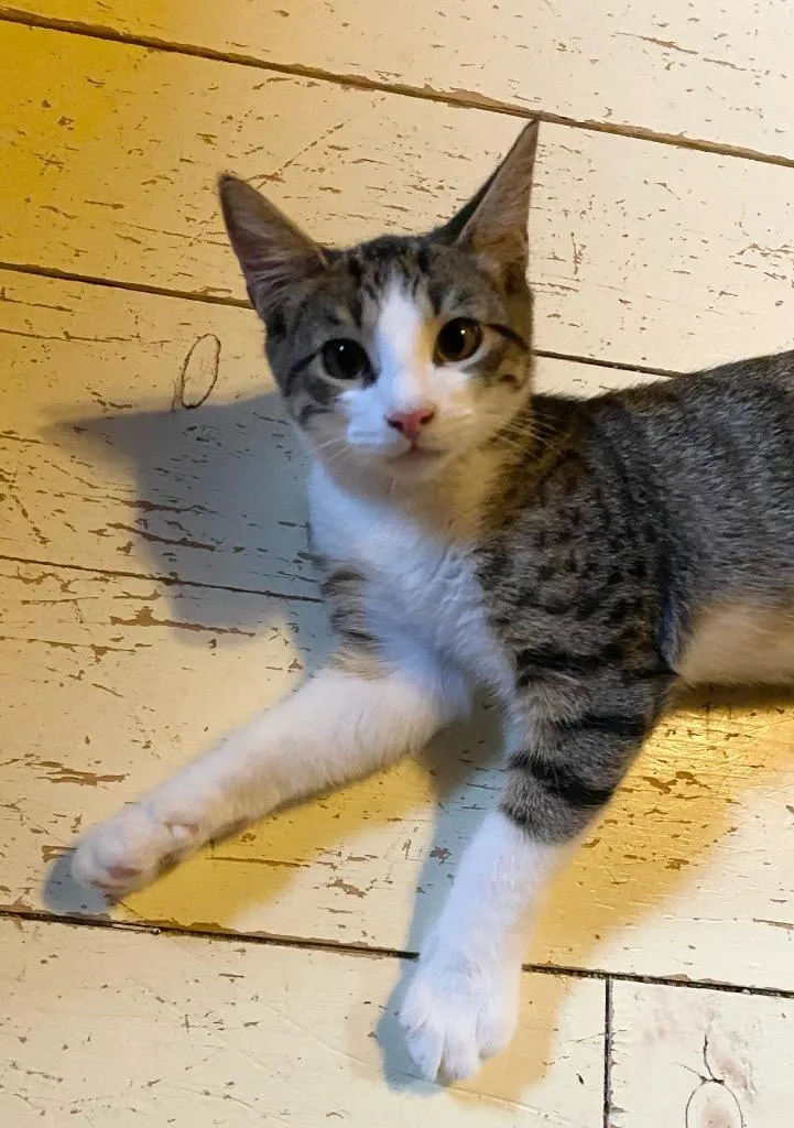 A baby small-sized male Domestic Short Hair cat named Ocean aka Snowpea for adoption in Gorham, ME