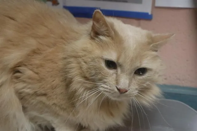An adult large-sized female Domestic Short Hair cat named Brooklyn for adoption in Columbia, SC