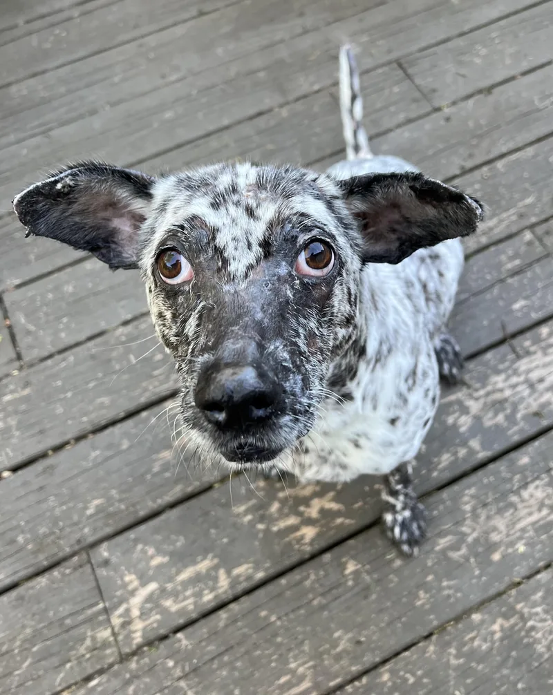 An adult medium-sized female Pit Bull Terrier dog named Kali for adoption in Allen Park, MI