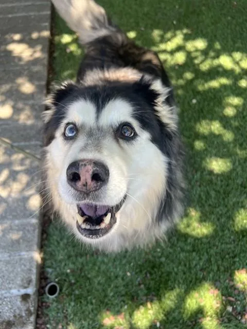 An adult large-sized female Husky dog named Nova for adoption in Phoenix, OR